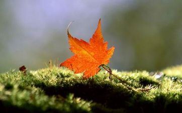 2023年芒种到立秋还有多少天