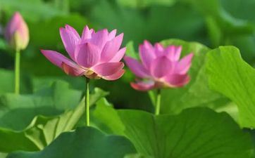 2023年夏至时间是几点？2023年夏至时间介绍