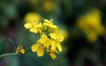 2023年清明节出世的属兔女孩命运好吗？性情详解