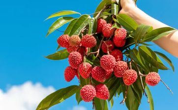 2023年大暑出世的虎宝宝生辰八字排盘