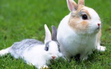 好日子查询:2023年6月属兔人搬迁好日子一览表