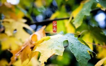 2023年谷雨是几月几号 2023年什么时候谷雨