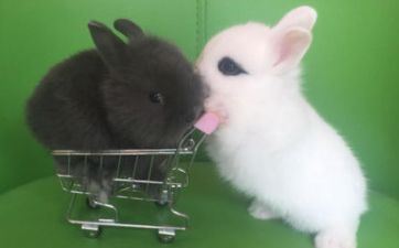 2023年7月属兔入宅大好日子