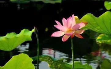 2023年夏至这天日子好不好 今日能够多吃蔬菜