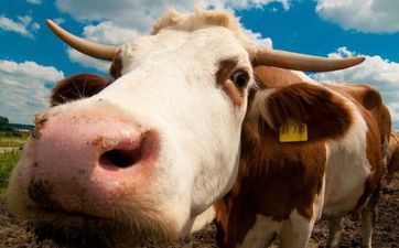 2023年5月属牛人开工吉祥日 最好的开工黄道吉日 2023年5月属牛人开工吉祥日 最好的开工黄道吉日