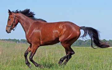 2023壬寅年正月属马人搬迁黄道好日子吉时 共有8天搬迁好日子