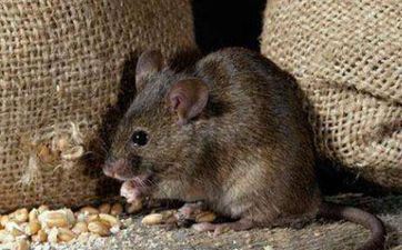 2023年7月合适属相属鼠人的出行好日子