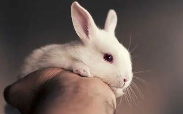 黄历择吉 属相属兔2023年阴历六月最吉祥的领证日期 黄历择吉 属相属兔2023年阴历六月最吉祥的领证日期