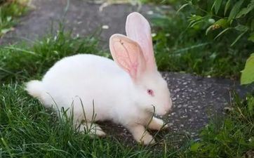 属兔人2023年阴历闰二月成婚大吉大利的日子查询表 哪天合适嫁娶