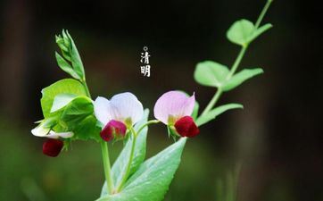 2023年清明节又称为什么 清明节能够搬迁吗