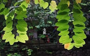 2023年的立秋是什么时分