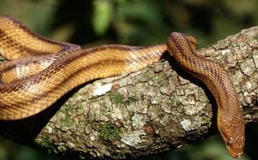 2023年属相蛇2月开业黄道好日子 开业吉利日