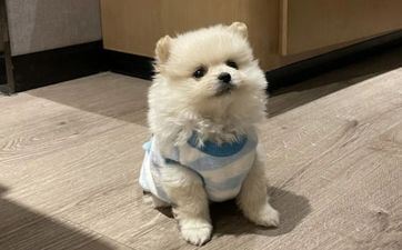 属相狗2023年8月成婚好吗 嫁娶的黄道吉日有哪些