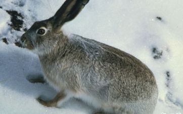 属兔2023年8月提车好日子 哪天是提车最吉祥的日子