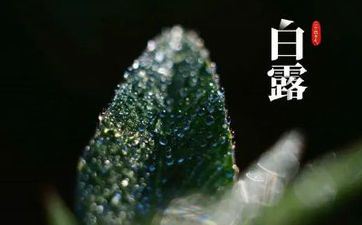 关于白露的祝福语 2023年白露祝福语有哪些