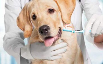 2023年阴历闰二月属狗的开市黄道好日子查询 本月哪天合适新店开市