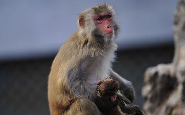 属相属猴2023年9月订亲好不好 哪天宜订亲