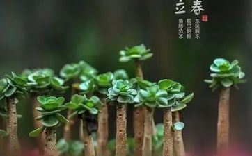 2023年立春出世归于哪个属相 立春当天出世属什么