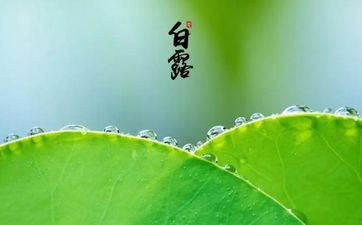 2023年白露是哪一天？白露是什么样的一个节气