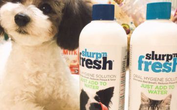 入宅择日 2023年正月属狗宜住新房好日子