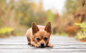 2023年阴历九月属狗人全体运势详解 2023年阴历九月属狗人全体运势详解