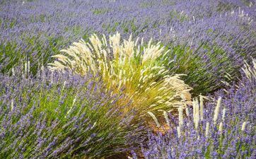 芒种时刻(2023年芒种是几月几日)