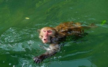 好日子吉时查询 属猴人2023年阴历闰二月搬迁搬迁好日子一览表 好日子吉时查询 属猴人2023年阴历闰二月搬迁搬迁好日子一览表