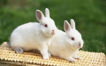 属兔2023年阴历二月哪几日开市最好 属兔2023年阴历二月哪几日开市最好