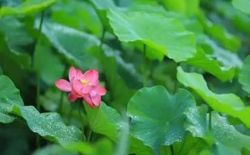 2023年夏至是几月几号 2023年夏至是几月几日