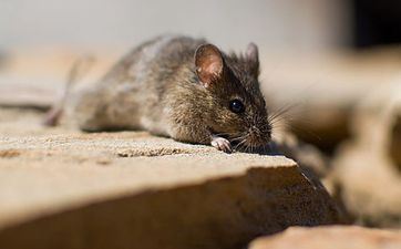 2023年阴历十月属鼠哪天领证好 领证择吉