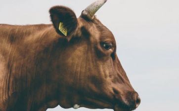 2023年9月属牛人运势好吗？属相牛的9月运程