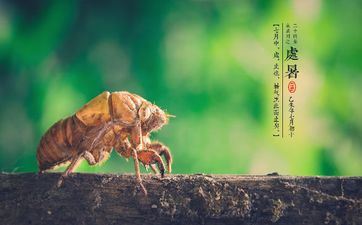 2023年处暑开业能够吗 适宜倒闭吗