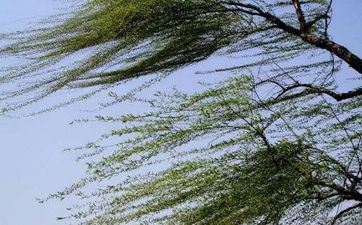 2023年惊蛰是几月几号 2023年什么时候惊蛰