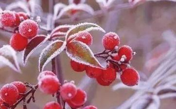 2023年10月23日霜降节气吉时凶时黄历查询 今日是黄道好日子吗