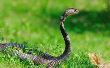 属蛇2023年领证日子 属相蛇领证的最佳日期