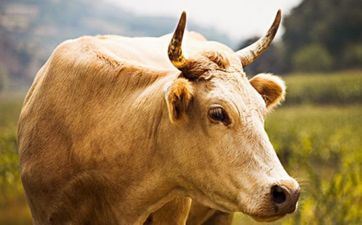 属牛人2023年阴历三月开市黄道好日子 哪天是吉祥日