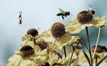 2023年小暑节气的由来和习俗 大暑节气的由来和习俗美篇(3篇)