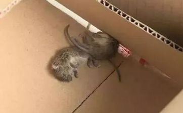 属相属鼠2023年9月哪几日开市最好