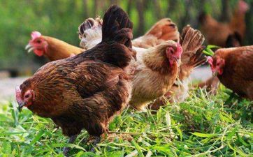 2023年4月属鸡人哪几天成婚最好 宜婚嫁大好日子