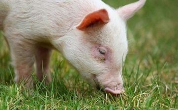 2023年10月属猪成婚好日子查询 2023年10月属猪成婚好日子查询