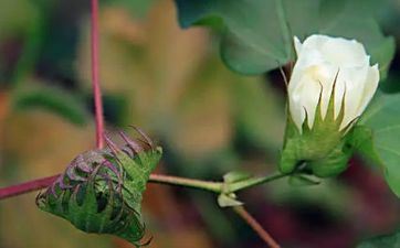 2023年芒种9天后走运