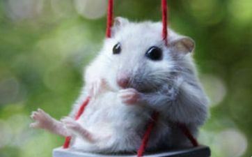 老黄历查询 2023年阴历闰二月合适属鼠人的开业好日子一览表 老黄历查询 2023年阴历闰二月合适属鼠人的开业好日子一览表