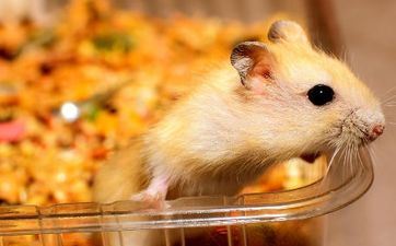 2023年属鼠的11月入宅好日子 哪天可进新房