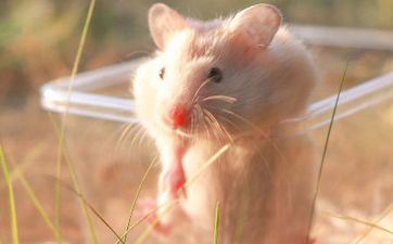 2023癸卯年六月属鼠人运势怎么样？有点不容达观