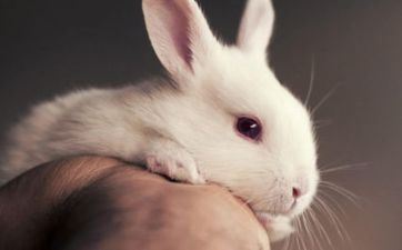 属兔人2023年4月哪天领证好 属兔人2023年4月哪天领成婚证最吉祥