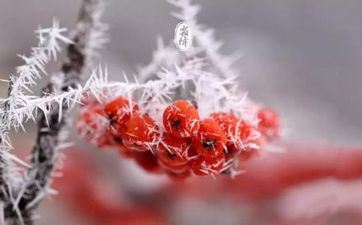 2023年霜降节气是黄道吉日吗 这天时辰吉凶查询