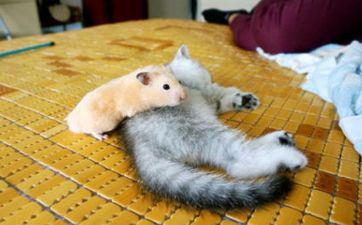 入宅择吉 2023年属鼠人哪天入住新房最吉祥