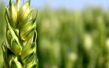 2023年小满能够做什么抢水 卖蚕 喫苦菜