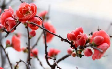 俗话说七不出门八不归家 2023年腊月二十八能回家吗