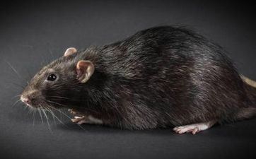 入宅择日 2023年阴历九月属鼠最佳入新宅好日子